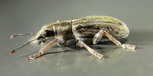 Réf. 297 036 : Sitona sp.